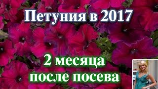 ПЕТУНИЯ В 2017. СПУСТЯ 2 МЕСЯЦА ПОСЛЕ ПОСЕВА