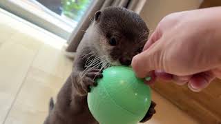 飼い主に助けを求めにきたカワウソが可愛かった 笑 otter that came to his owner for help was adorable. lol