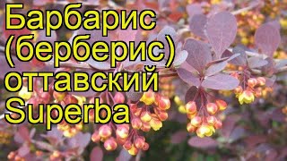 Барбарис оттавский Суперба. Краткий обзор, описание характеристик, где купить саженцы