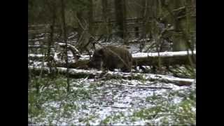 474. (6) ягдтерьеры МООиР. 18+