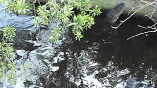 Alligators bellowing at St. Augustine Alligator Farm