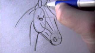 How to draw a simple horsehead