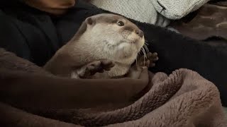(字幕あり）人間みたいなカワウソが起床した結果 (Subtitles available)The result of a human-like otter waking up.