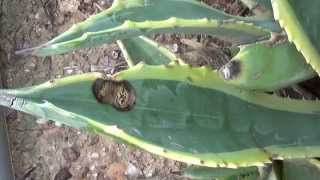 Anthracnose Fungus On Agave Plants In Arizona