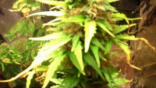 Afghan Kush Ryder Auto flowering Cannabis
