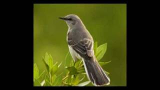 Tom Waits - Mockin' Bird