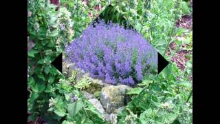 КОТОВНИК , или КОШАЧЬЯ МЯТА (NEPETA) сем. Губоцветные