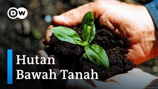 Metode Menghidupkan Kembali Pohon Mati