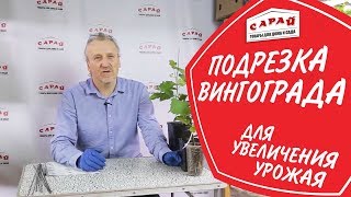 Обрезка винограда весной, летом и осенью. Увеличиваем урожай!