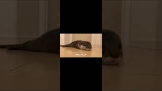 ドアの前で一生飼い主を待ち続けるカワウソとそれを慰める猫 Otter waiting for its owner at the door #shorts