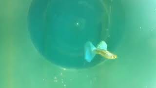 Yotni's guppy.. Champion blue grass