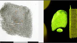 Les Experts de la Gendarmerie - Reporatge