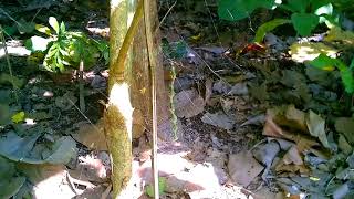 Benda Aneh Mirip Telur di Sarang Laba Laba