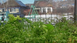 РАСТЕНИЯ ПОДАЮТ НАМ ПРИМЕР ВЫНОСЛИВОСТИ! 