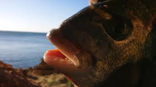 Pesca Portugal "Secreto" (mas pouco) Surfcasting "on the rocks"