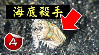 海洋中的奇特生物和魚類