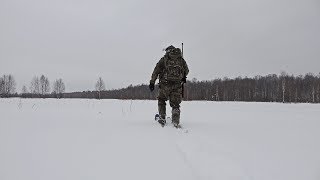 Охота на тетерева зимой. Останки от лося в тайге.