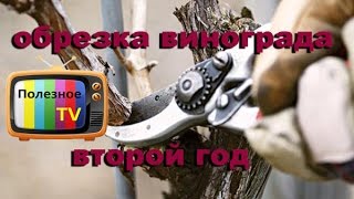 Обрезка винограда второй год (2 год). Как обрезать виноград