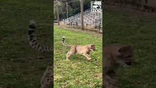 Cheetah Cub Rozi's First Lure Chase - Cincinnati Zoo #shorts