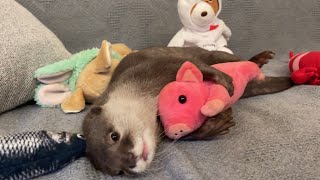 いつものソファがぬいぐるみに占拠されてしまった時のカワウソ otter when his usual couch is taken over by a stuffed animal.