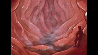 Vore Stomach ASMR Ambience
