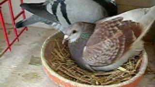 PIGEON VOYAGEUR