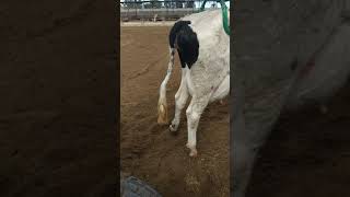 رفع الأبقار بطريقة سهله ومريحه للبقره بواسطة cow lifter