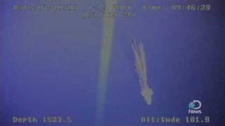 Giant Sea Serpent Captured on Camera