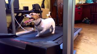 Jack Russel dog runs on treadmill...must watch!