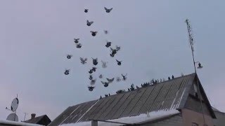 Голуби Краматорска 2015 70