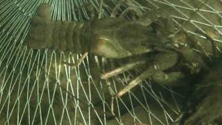 Открытие сезона, раколовки, ловля раколовками ранней весной, fishing, crawfish