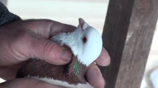 Бакинские Бойные Голуби. Чимирис В. Н.  Кривой Рог.