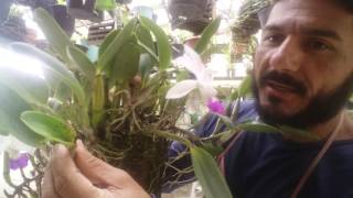 Dicas de Cultivo de Orquídeas 97