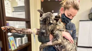 Dog with virtually no muscles left trying to walk again