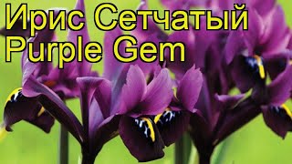 Ирис сетчатый Перпл Джем. Краткий обзор, описание характеристик iris reticulata Purple Gem