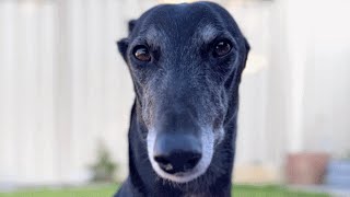 Racing greyhound refused to run. Here's what happened next.