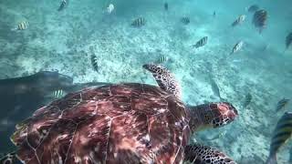 Snorkelen in Playa del Carmen