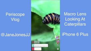 Periscope Vlog: Macro Lens On The iPhone 6 Plus - Caterpillars