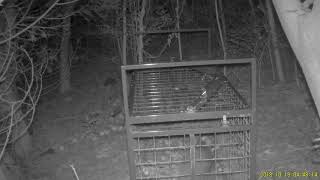はこわな捕獲瞬間