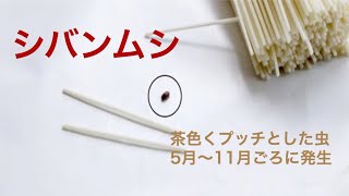 茶色くプチッとした「謎の虫」とは？　空気が乾燥してくる時期は注意
