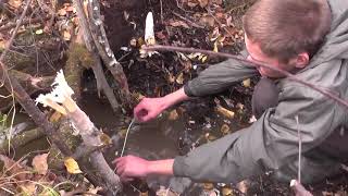 Установка петли(силка) на бобра Setting the hinge on the beaver