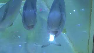 泳ぐマイワシを捕食する青物魚カンパチ