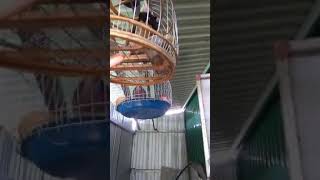 Kênh cu gáy- bán con mồi lỡ phía trong dán 2 bên má đã bắt 17 bổi giá 2 triệu.