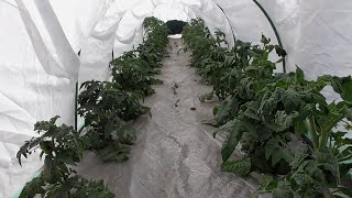 Томатные Гномы целый месяц без полива! Сочные, жирные зеленые листья и толстые стволы! Посмотрите.