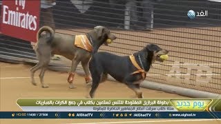 يوم جديد | بطولة البرازيل المفتوحة للتنس تستعين بالكلاب في جمع الكرات