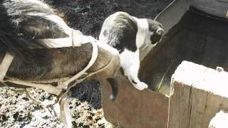не пей из моей кружки