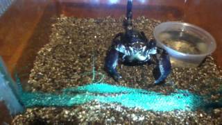 Escorpion emperador teniendo crias