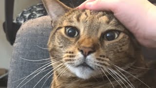 Shelter cat uses sweetest meow to get adopted