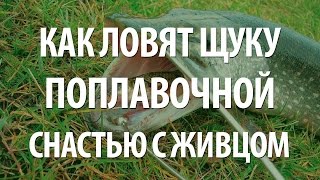 ЛОВЛЯ ЩУКИ на ЖИВЦА ПОПЛАВОЧНОЙ СНАСТЬЮ