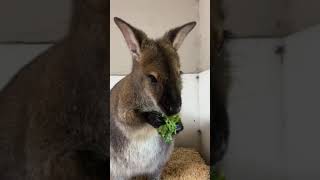 Pocket reminding you to eat your leafy greens. ????